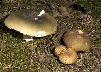 Frauentäubling (Russula cyanoxantha ) - © Heinz Prelicz